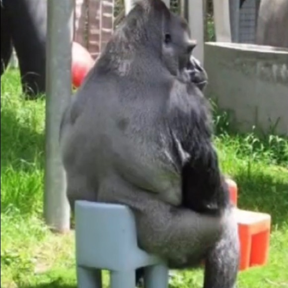 Profile Picture of Adrian Ambriz (@groundpounder25) on Poshmark