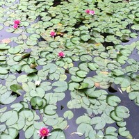 Profile Picture of Yingjun Zhang (@yingjun-zhang-5) on Quora