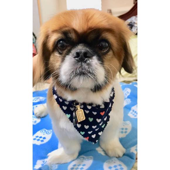 Profile Picture of Alladin Dipasupil (@alladindips) on Poshmark