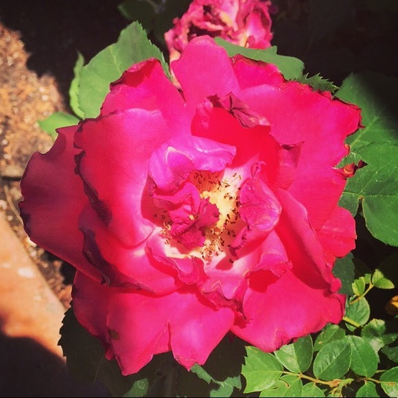 Profile Picture of Janette Rendon (@janetterendon) on Poshmark