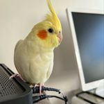 Nutella Calopsita - Instagram Profile Picture of Nutella Calopsita (@nutella_calopsita_) on Instagram