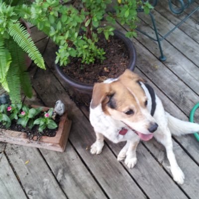 Profile Picture of Tony Campise (@AJCamp1) on Twitter