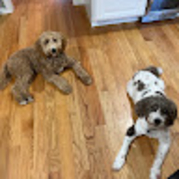 Profile Picture of Eliza Erlichman (@egerlichman2028) on Poshmark