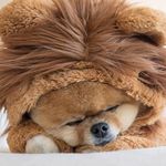 Profile Picture of Avasteeele/kitty Cat (@avasteele1234) on Instagram