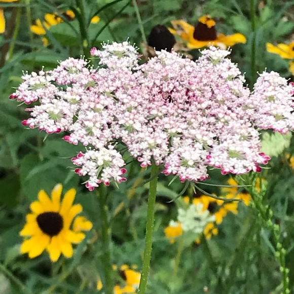 Profile Picture of Laura Barrella (@handmadeginger) on Poshmark