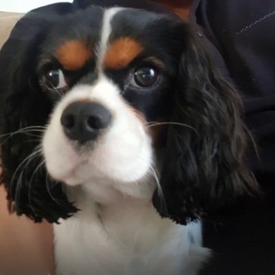 Profile Picture of Bob Hobgood (@BobHobgood) on Twitter