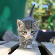 Profile Picture of Robert Gill (@robertgill9530) on Youtube