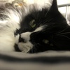 Profile Picture of Leo Hodges (@@kitty_thechosenone22) on Tiktok