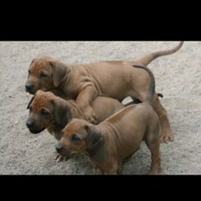 Profile Picture of Andrew Sibley (@SibleyAs) on Twitter