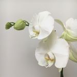 Profile Picture of Sylvie (@hello_francoise) on Instagram