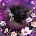 Profile Picture of Nancy Potter (@nancy.potter.391) on Facebook