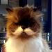 Profile Picture of David Latchford (@kittysmonks) on Pinterest