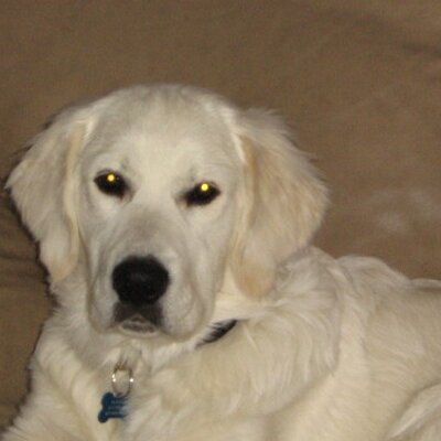 Profile Picture of Marci Hiller (@bearhill14) on Twitter