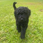 Profile Picture of Travis Wooldridge (@cooperdoodle89) on Instagram