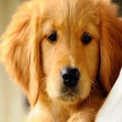 Profile Picture of Amber Beckham (@doglover83537) on Twitter