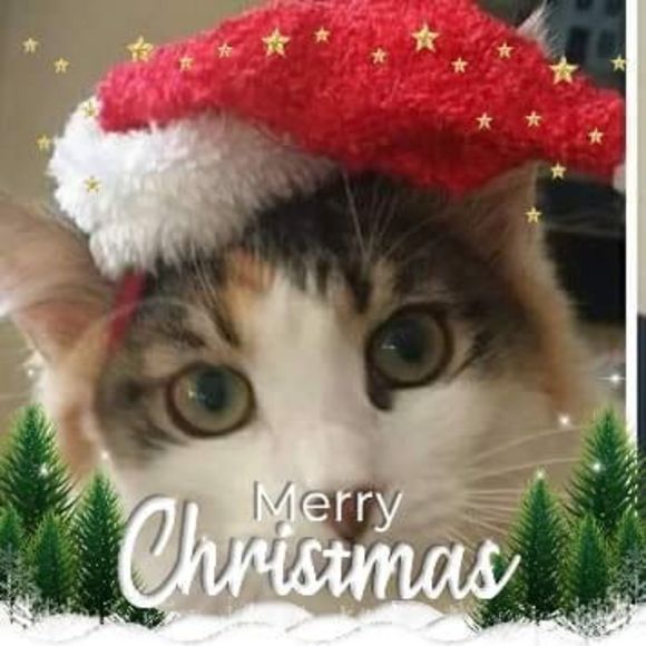 Profile Picture of Brenda Kempher (@brendakempher) on Poshmark