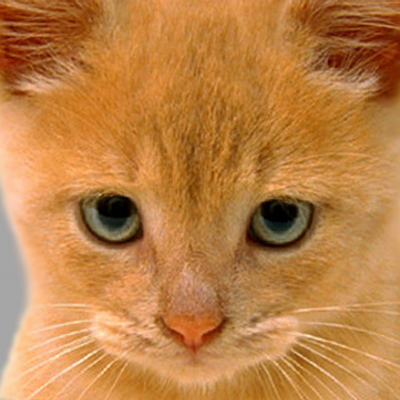 Profile Picture of Ginger Tom (@RiddickGinger) on Twitter