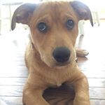 Profile Picture of Buddy Boo (@buddy_wiser) on Instagram