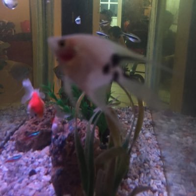 Profile Picture of Alejandro Canchola Z (@alcz50) on Twitter