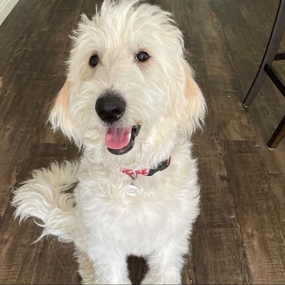 Profile Picture of Tanya Marfori (@tmargoodwin) on Poshmark