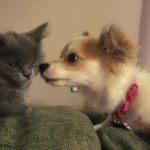 Profile Picture of Albie & Frank (@adventures_of_albie_and_frank) on Instagram