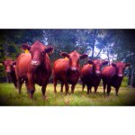 Profile Picture of Red Angus, Hanover Virgina (@marshalllakefarm) on Instagram