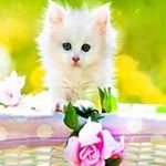 Profile Picture of Florence Lai (@lai_florence) on Instagram