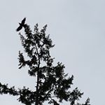 Profile Picture of Meredith Frey (@meredith_in_victoria) on Instagram