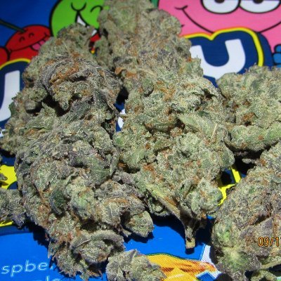 Profile Picture of TeRRorD420 (@derek_brice) on Twitter