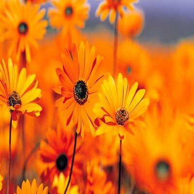 Profile Picture of Douglas Renshaw (@douglas2121212) on Twitter