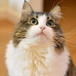 Profile Picture of April Forestcat🐱 (@april_forestcat) on Instagram