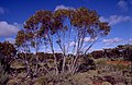 Profile Picture of Eucalyptus rigidulaon Wikipedia