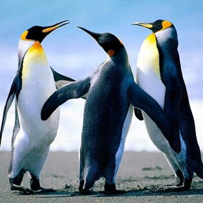 Profile Picture of Josh Alarcon (@veloria_joshua) on Twitter