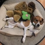 Profile Picture of Walter Berg (@walterbergthebeagle) on Instagram