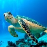 Profile Picture of Hawksbill Turtle (@hawksbill__turtle) on Instagram
