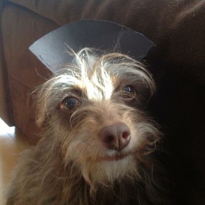 Profile Picture of Rebecca Huynh (@HuynhRebecca) on Twitter