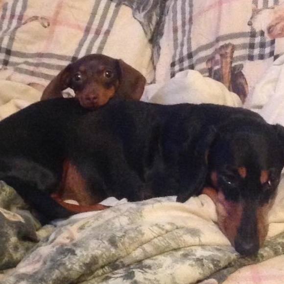 Profile Picture of Shelly Strickland (@shellystrick103) on Poshmark