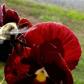 Profile Picture of Tracy Bland (@traciene) on Pinterest