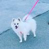 Profile Picture of rebecca cuellar (@@bella_the_pom_jauregui) on Tiktok