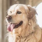 Profile Picture of Cloud o Claudia (@goldencloud_retriever) on Instagram
