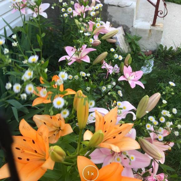 Profile Picture of Botum Chut (@chutbotum) on Poshmark