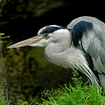 Profile Picture of Peter Holmes (@holmes.peter69) on Flickr