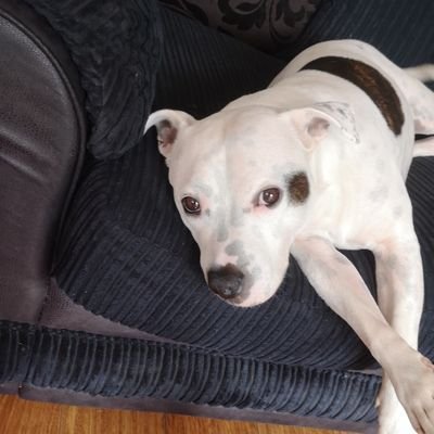 Profile Picture of Sean Canning (@SeanCan42376674) on Twitter