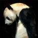 Profile Picture of Maynard Payumo (@hellobrownbear) on Pinterest