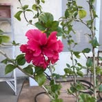 Profile Picture of Sarah Rhee (@sarah.rhee.33) on Facebook