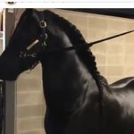 Tony Braga - Instagram Profile Picture of Tony Braga (@tony.braga.92) on Instagram