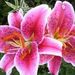 Profile Picture of Dawn Peekenschneider (@dawnpeekens) on Pinterest