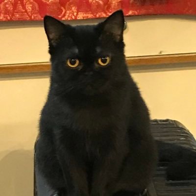 Profile Picture of Hong Gao (@HongGao76504145) on Twitter