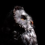 Profile Picture of Daniel Watson (@watsons-photography) on Flickr