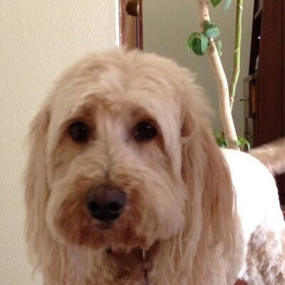 Matt Munoz - Twitter Profile Picture of Matt Munoz (@mattdavidmunoz) on Twitter